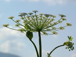 Attēlu rezultāti vaicājumam “Heracleum sosnowskyi”
