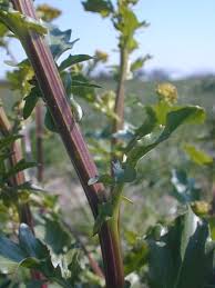 Attēlu rezultāti vaicājumam “Barbarea vulgaris subsp. arcuata fruit”