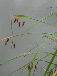 Attēlu rezultāti vaicājumam “Carex pseudocyperus female flower”