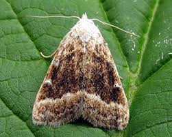 Attēlu rezultāti vaicājumam “Nola aerugula”