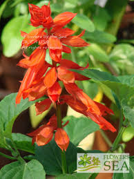 Image result for Salvia splendens
