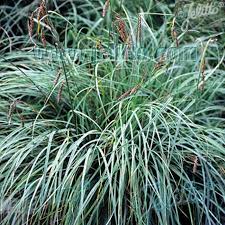 Attēlu rezultāti vaicājumam “Carex remota leaf”