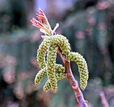 Attēlu rezultāti vaicājumam “Juglans regia”