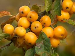 Attēlu rezultāti vaicājumam “Malus x zumi”