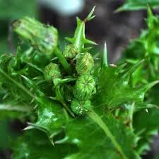 Attēlu rezultāti vaicājumam “Sonchus oleraceus bud”