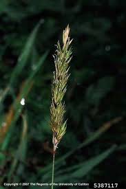 Attēlu rezultāti vaicājumam “Anthoxanthum odoratum flower”