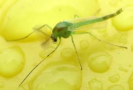 Attēlu rezultāti vaicājumam “Tanytarsus”