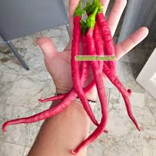 Afbeeldingsresultaat voor joe long cayenne hot pepper