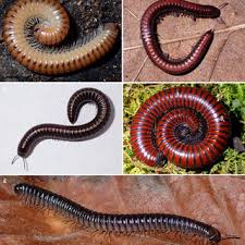 Attēlu rezultāti vaicājumam “Strongylosoma pallipes”