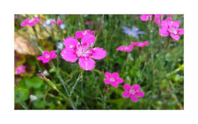 Image result for Steinnelke