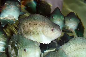 Image result for Cyclopterus lumpus