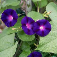 Image result for Ipomoea purpurea