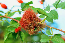 Attēlu rezultāti vaicājumam “Diplolepis rosae”