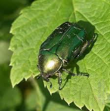 Attēlu rezultāti vaicājumam “Cetonia aurata imago”