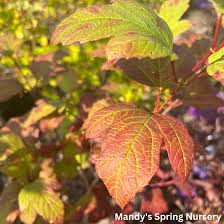 Attēlu rezultāti vaicājumam “Viburnum opulus leaf”
