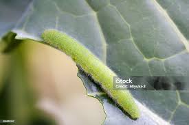 Attēlu rezultāti vaicājumam “Pieris rapae larva”