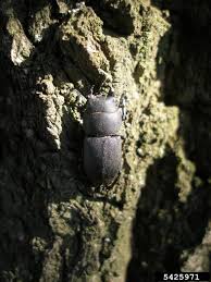 Attēlu rezultāti vaicājumam “Dorcus parallelopipedus”