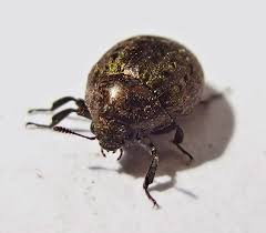 Attēlu rezultāti vaicājumam “Cytilus sericeus”