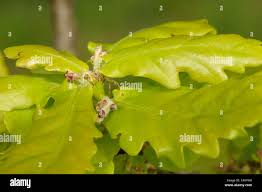 Attēlu rezultāti vaicājumam “Quercus robur female flower”