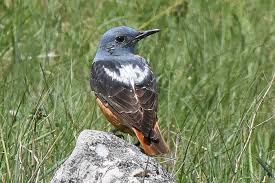 Image result for Monticola saxatilis