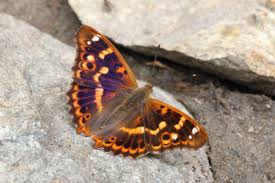 Attēlu rezultāti vaicājumam “Apatura ilia underside”