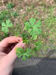 Attēlu rezultāti vaicājumam “Geranium pusillum”