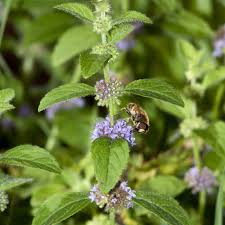 Attēlu rezultāti vaicājumam “Mentha x verticillata”
