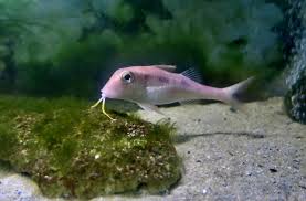 Image result for Pseudupeneus maculatus