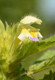 Attēlu rezultāti vaicājumam “Galeopsis speciosa”