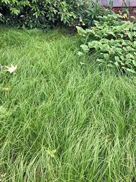 Attēlu rezultāti vaicājumam “Carex x bakkeriana”