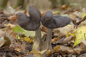 Attēlu rezultāti vaicājumam “Helvella”