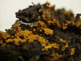 Attēlu rezultāti vaicājumam “Hemitrichia lutescens”