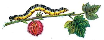 Attēlu rezultāti vaicājumam “Abraxas grossulariata larva”