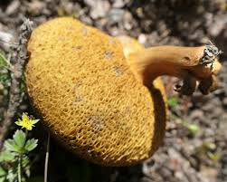 Attēlu rezultāti vaicājumam “Xerocomus subtomentosus”