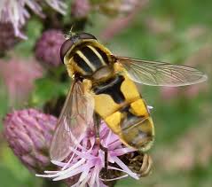 Attēlu rezultāti vaicājumam “Helophilus hybridus”