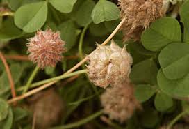 Attēlu rezultāti vaicājumam “Trifolium fragiferum”