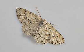 Attēlu rezultāti vaicājumam “Ectropis crepuscularia”