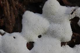 Attēlu rezultāti vaicājumam “Ceratiomyxa porioides”