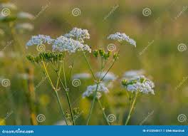 Attēlu rezultāti vaicājumam “Chaerophyllum aromaticum leaf”