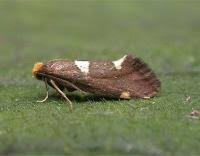 Attēlu rezultāti vaicājumam “Incurvaria oehlmanniella”