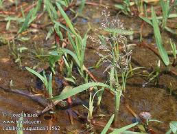 Image result for rosa aquatica