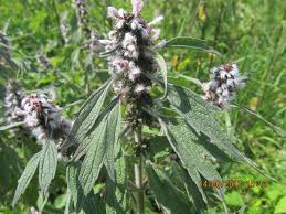 Attēlu rezultāti vaicājumam “Leonurus quinquelobatus”