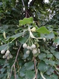 Attēlu rezultāti vaicājumam “Tilia platyphyllos Laciniata fruit”