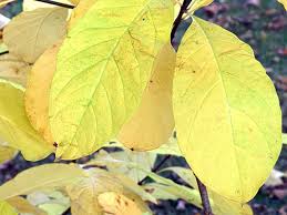 Attēlu rezultāti vaicājumam “Chionanthus virginicus leaf”