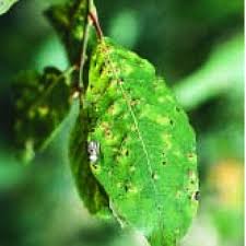 Attēlu rezultāti vaicājumam “Contarinia petioli”