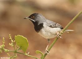 Image result for Sylvia rueppelli