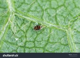 Attēlu rezultāti vaicājumam “Panonychus”