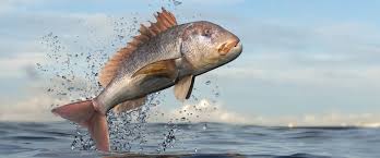 Image result for Dentex dentex