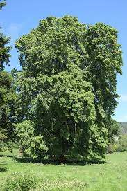 Attēlu rezultāti vaicājumam “Tilia tomentosa”