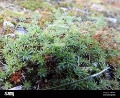 Attēlu rezultāti vaicājumam “Pogonatum urnigerum”